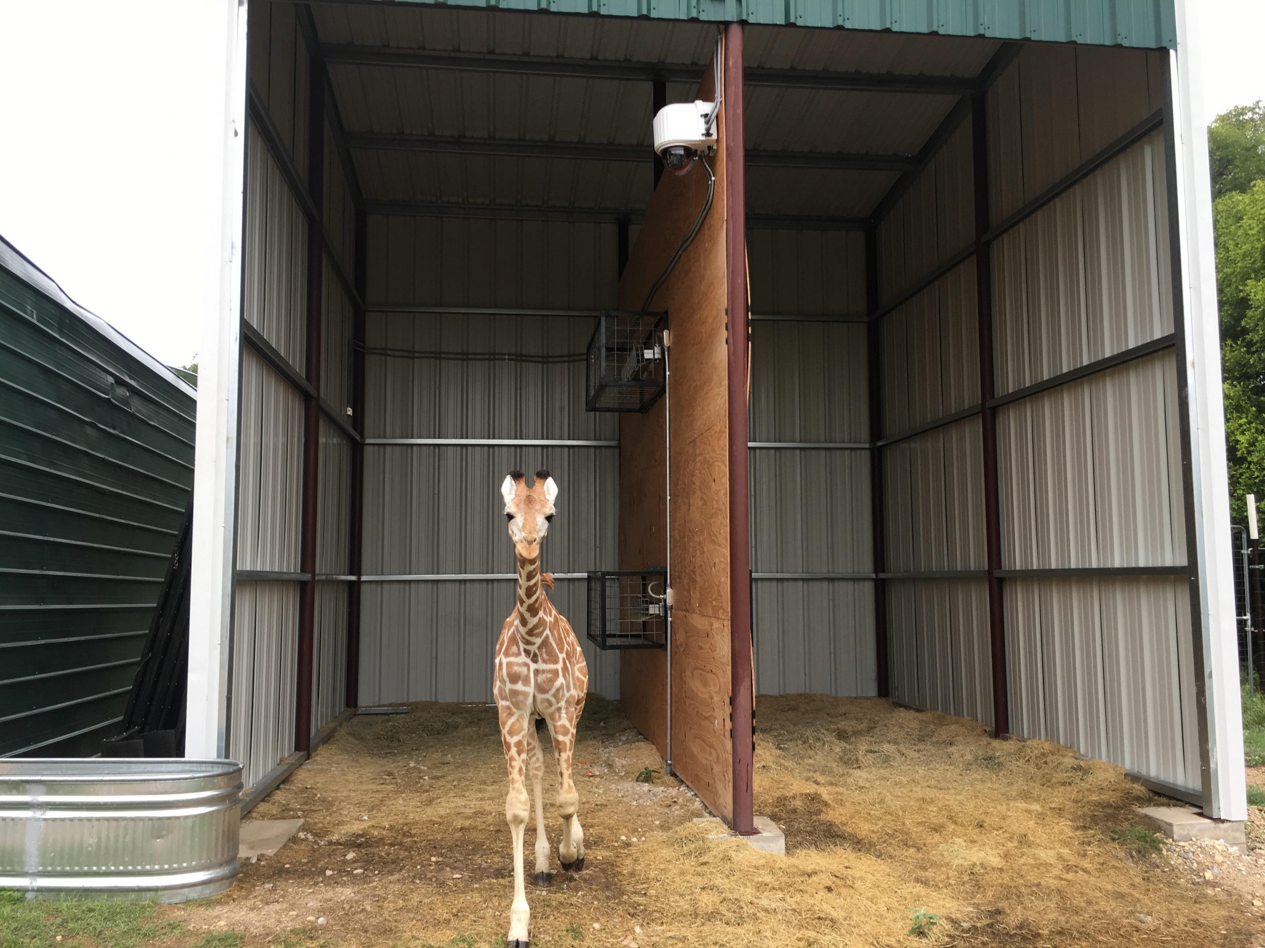 XClear Self Cleaning Camera Enclosure System Installed in a Giraffe Exhibit 